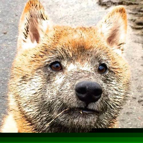 巴黎奥运乒乓资格赛迎来重头戏,各国选手拼搏,巴黎奥运会乒乓球参赛人员