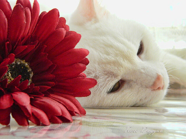 开云体育俱乐部官网-库里开设投篮体验馆推广篮球文化，库里的投篮训练